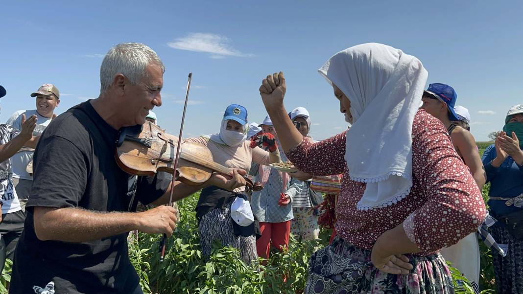 Acı biber strese girdi, Roman havası dinlete dinlete hasat ediyorlar! 11